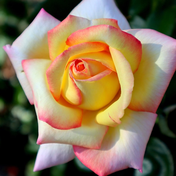 Yellow White Pink Rose Digital Download