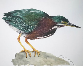 Green Heron Watercolor Wildlife Print | "Little Cousin"