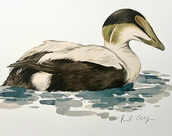 Common Eider Duck Watercolor Print: Wildlife Art for Birders