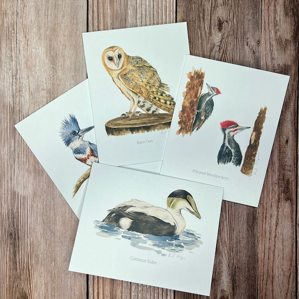 Watercolor Birds Notecard Set | 4 Pack of Eco-Friendly, All Occasion Greeting Cards with Envelopes | Wildlife Stationery