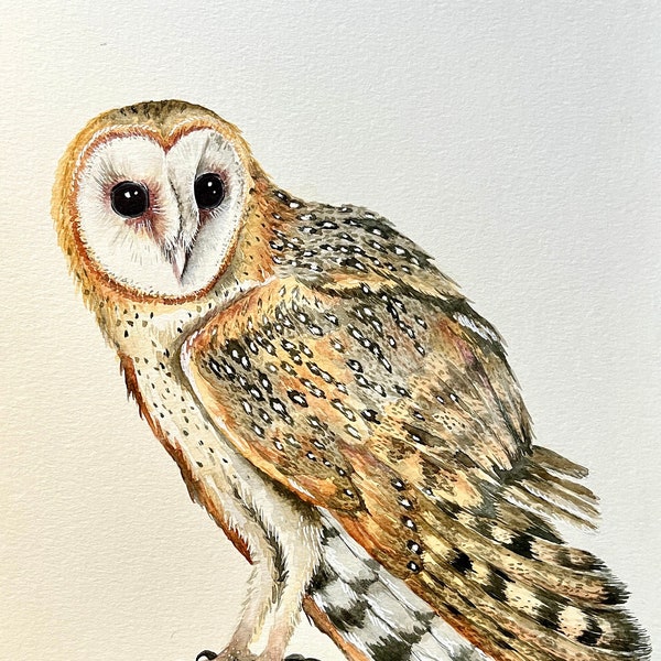 Barn Owl Watercolor Wildlife Print | "Farmer's Ghost"