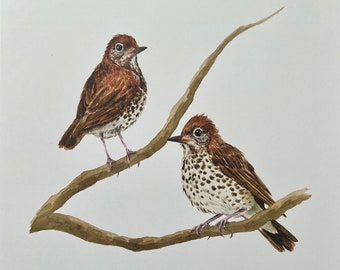Wood Thrushes Watercolor Wildlife Print | "The Flautists"