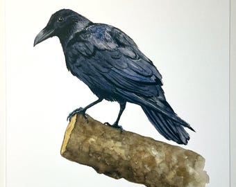 American Crow Watercolor Wildlife Print | "Murder, He Says"