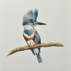 Belted Kingfisher Watercolor Wildlife Print | &quot;Queenfisher&quot;
