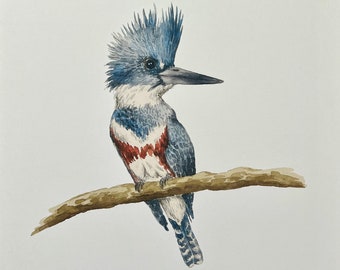 Belted Kingfisher Watercolor Wildlife Print | "Queenfisher"