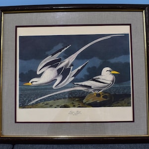 Framed and matted print of "Tropic Bird" by John James Audubon