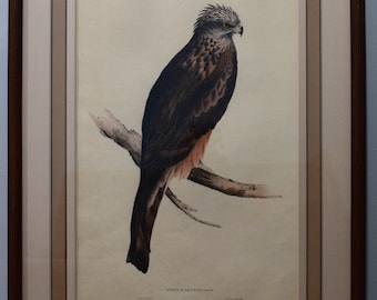 Stampa incorniciata e con passepartout di "MILVUS ISURUS: Gould" o nome moderno "Aquilone dalla coda quadrata" di John Gould (1804-1881), stampata da C. Hullmandel
