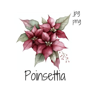 Watercolor Poinsettia Clipart | Red Christmas Flower PNG | Floral Clipart | Transparent Background | Commercial Use