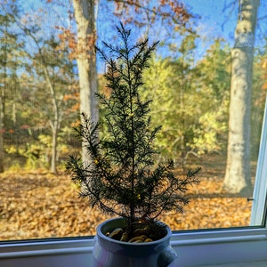 Wild Eastern Red Cedar Seedling