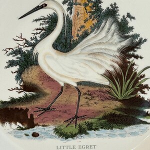 May include: A white ceramic plate featuring a detailed illustration of a Little Egret bird. The bird has a long neck and black beak, standing near a small stream with green foliage and a rocky background. The text "LITTLE EGRET, Egretta Garzetta" is below the bird.