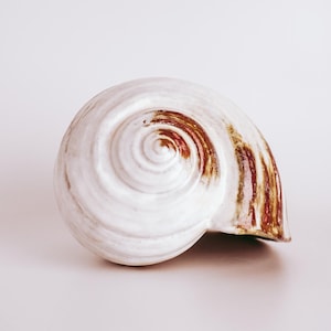 Vintage Handmade Studio Pottery White Nautilus Shell Statement Sculpture Figurine | Coastal Decor | Organic Modern | Nautical Decor