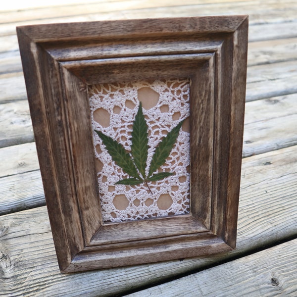 Real Cannabis Leaf, Framed Cannabis, Cannabis Art, Framed Marijuana Leaf, Gifts for Stoners, Framed Pot Leaf, Framed Hemp Leaf, Cottagecore