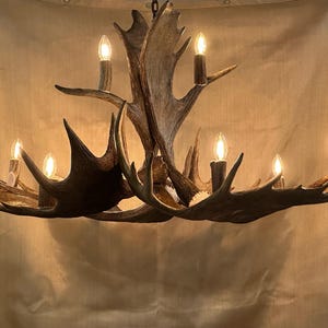 Real Moose Antler Chandelier:  Elegant Lodge, Cabin Lighting (Rustic Handmade Decor) 8-10 Lights, Brown Patina Metal Chain (USA Made)