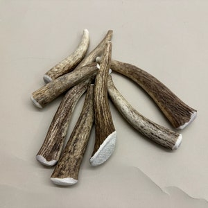 Antler Dog Chews (Medium Whole Elk Antler Tines 5-6&quot;)