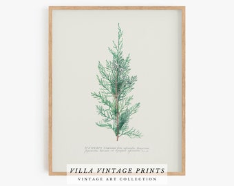 Vintage Juniper Branch Print | Christmas Wall Art, Christmas Tree Branch Print