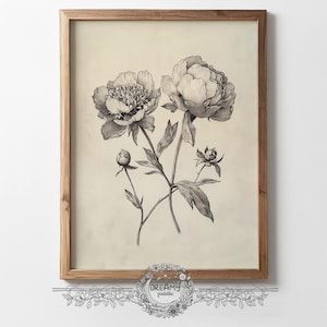 Impresión artística de boceto de peonía antigua, arte de pared vintage botánico, flores, boceto a lápiz, boceto en papel vintage, obra de arte floral imprimible, póster de flores