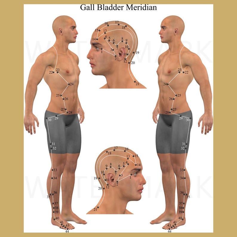 Gallbladder Tcm Acupuncture Chart Extra Large Full Color TCM Meridian Chart Acupuncture ...