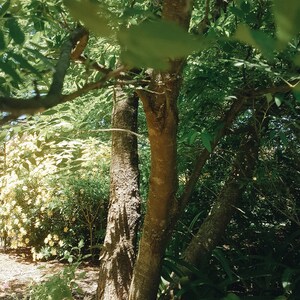 Safe and Secure - Australian Red Cedar Flower Essence