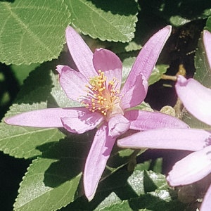 Aligned - Lavender Star Flower Essence for connection to higher self and clear life purpose