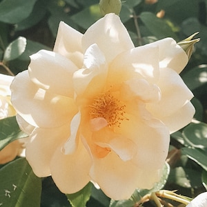 Inner Glow - Apricot (Crepuscule) Rose Flower Essence for self love and trust