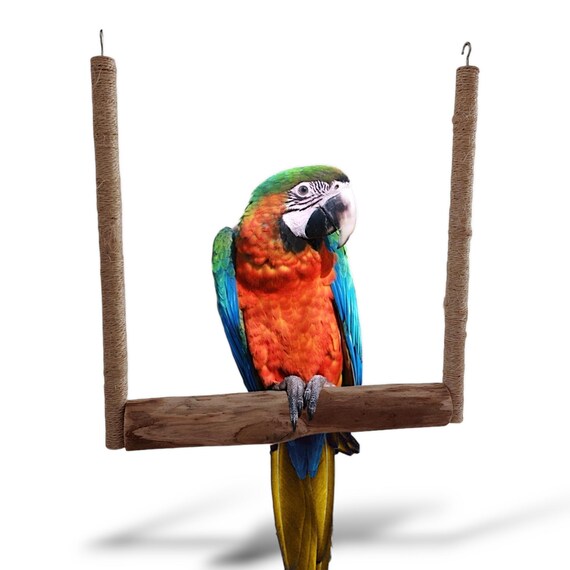 Macaw swing deals
