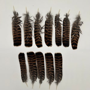 Western CARPECAILLIE/Wood Grouse/TETRAO Urogallus, TAIL Feather , from Lappland of Sweden, Fly Tying, Craft Supplying, 1 piece, 2 grades image 6