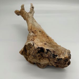 Può includere: Un pezzo di legno di deriva di colore marrone chiaro con una superficie ruvida e strutturata. Il legno ha una forma unica con un'estensione a forma di ramo nella parte superiore e una base ampia e strutturata. Adatto per l'arredamento.