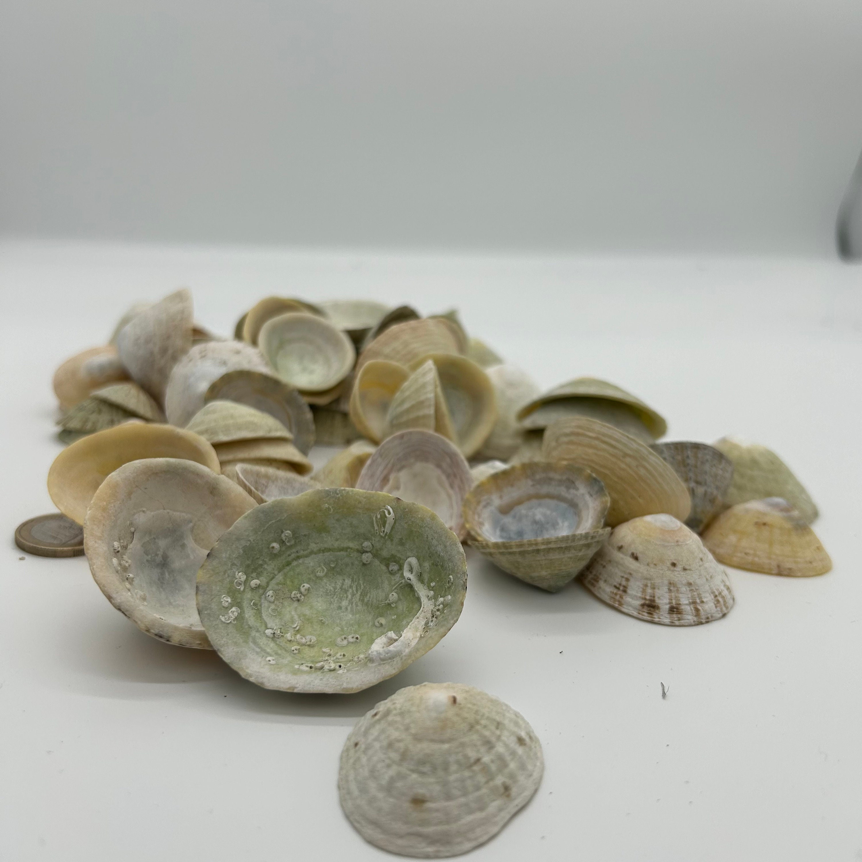 Lympit Shell LIMPET SHELLS, Sea Shell Set, From Norwegian Fjords, 400 G Box - Etsy