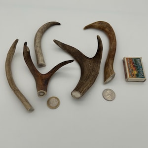 Peut inclure: Plusieurs bois de cerf de différentes formes et tailles, dans des tons bruns et beiges. Une boîte d'allumettes avec le texte "FARM HOUSE" et deux pièces de monnaie sont également présentes. Le plus long bois mesure environ 30 cm.