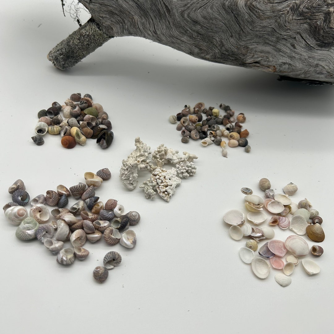 Sea Shell Set EXTRA Tiny SEA Shell Set, 3 Different Sets + CORAL Bag, From Norwegian ...