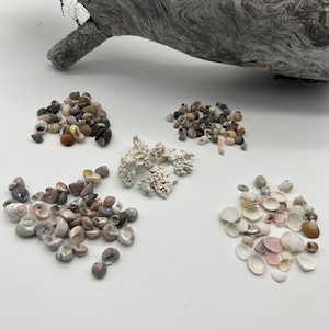 May include: A collection of various seashells in shades of white, tan, brown, and pink, arranged in small piles. A piece of driftwood is in the background. The shells vary in size and shape, showcasing natural textures and patterns.