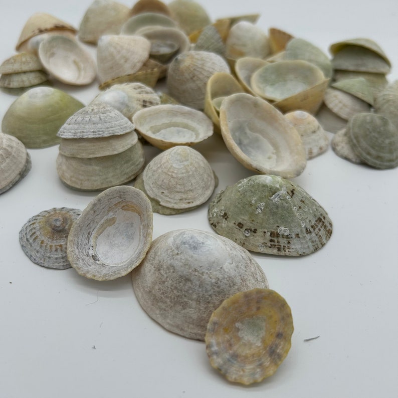 Lympit Shell LIMPET SHELLS, Sea Shell Set, From Norwegian Fjords, 400 G Box - Etsy