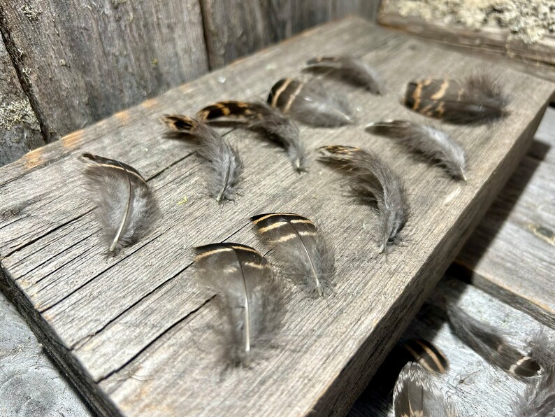 Black grouse feather