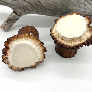 MOOSE ANTLER (rosenkrans) piece, for craft antlers, antler, knifes, axes, DIY
