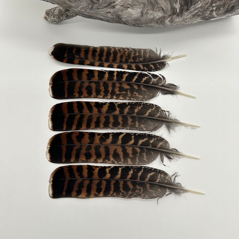 Western CARPECAILLIE/Wood Grouse/TETRAO Urogallus, TAIL Feather , from Lappland of Sweden, Fly Tying, Craft Supplying, 1 piece, 2 grades A grade