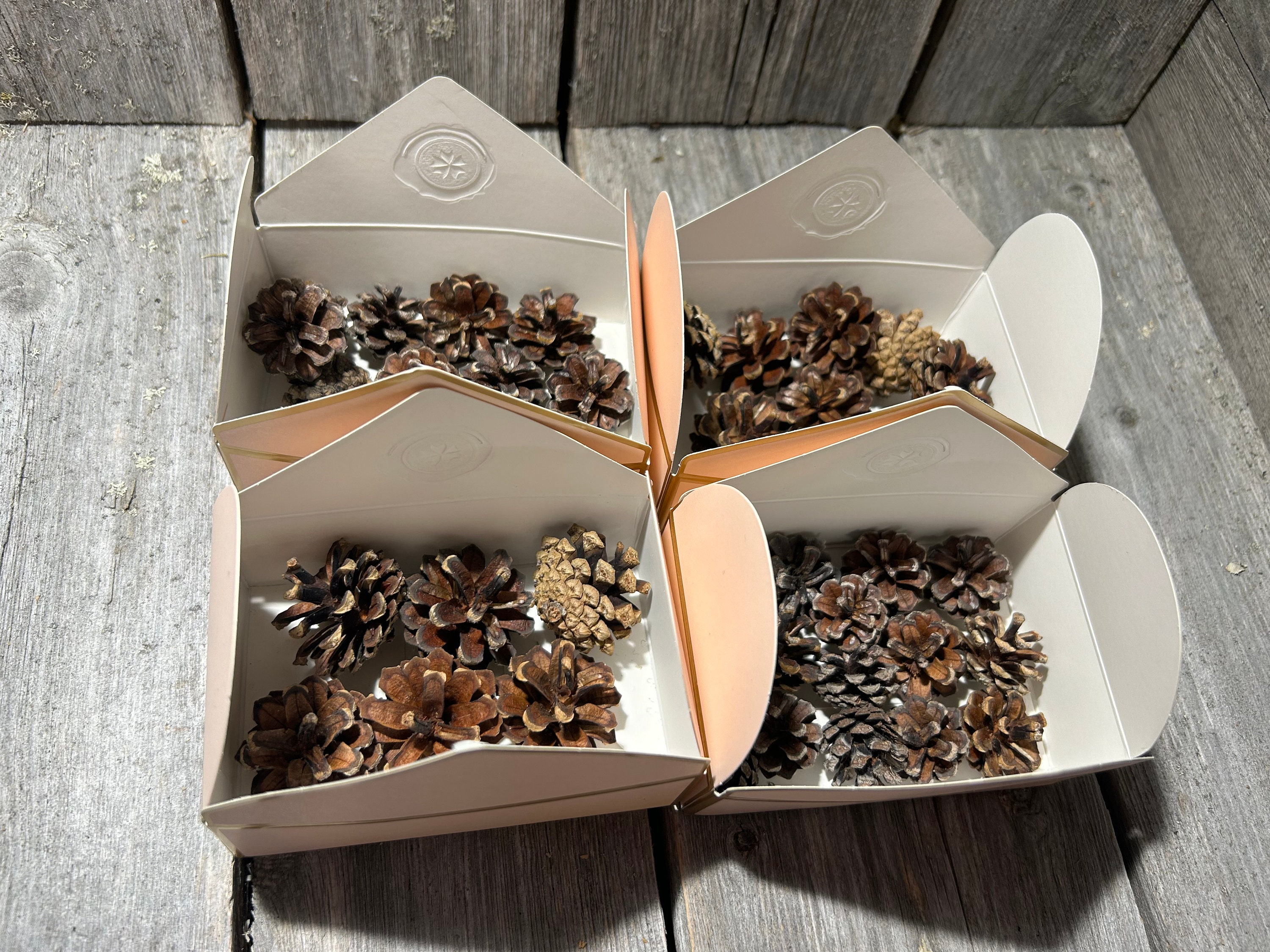 松ぼっくり - Etsy 日本