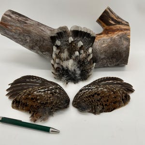 Può includere: Un assortimento di piume di uccello nei toni del marrone, bianco e nero, disposte con un pezzo di legno trasportato dalla corrente e una penna verde. Le piume presentano motivi e texture dettagliate, suggerendo un tema naturale. Misure non applicabili.