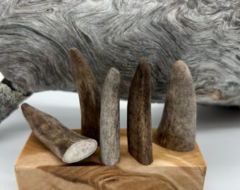 May include: A collection of five antler pieces in varying shades of brown and gray, displayed on a wooden block. The antlers are arranged in a natural, organic style, with a weathered wooden log in the background.