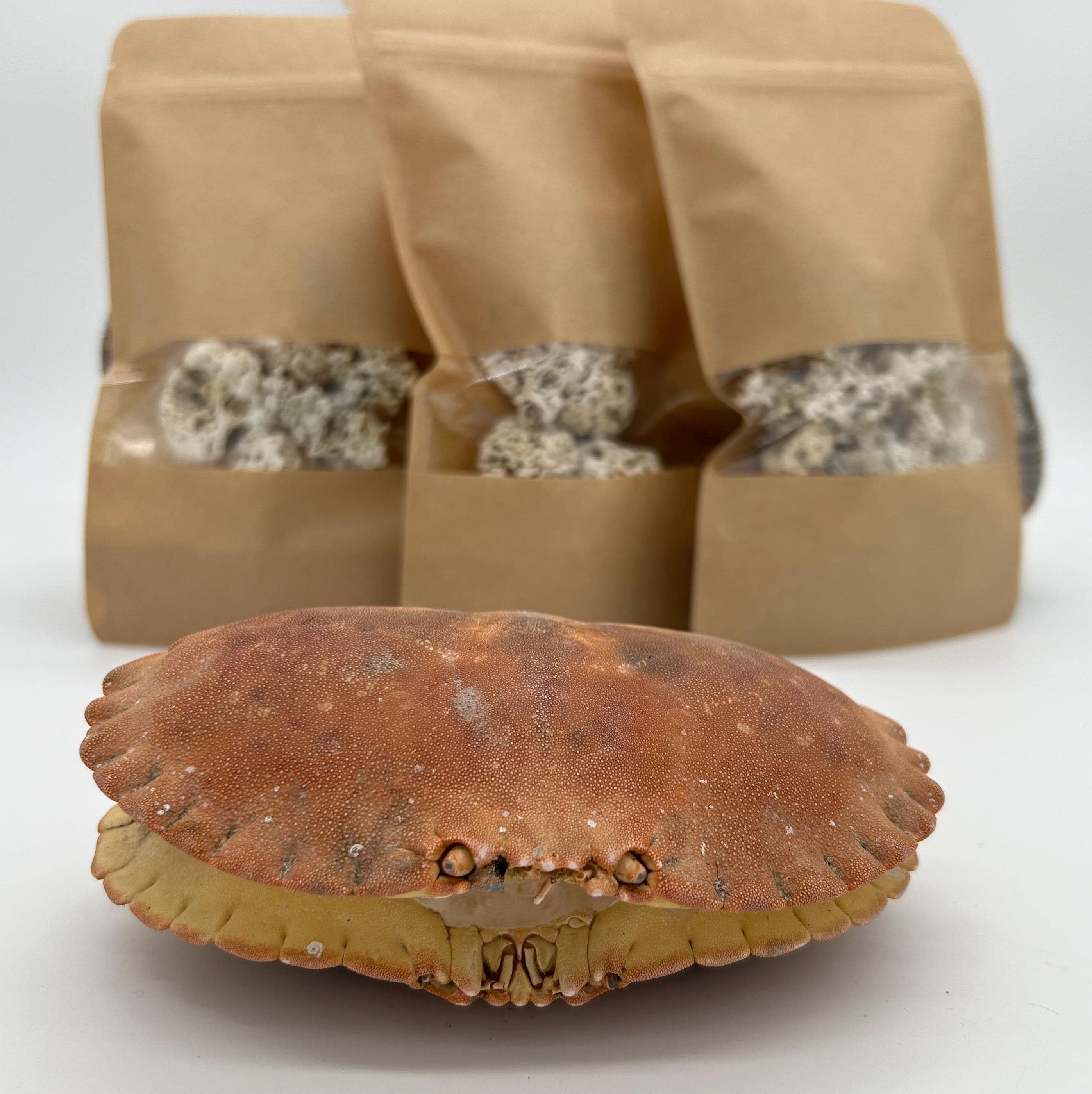 SEA CORAL Set + Large CRAB Shell Set 149mm/ 5,870