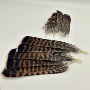 Western CARPECAILLIE/Wood Grouse/TETRAO Urogallus, TAIL Feather , from Lappland of Sweden, Fly Tying, Craft Supplying, 1 piece, 2 grades image 1