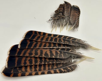 Western CARPECAILLIE/Wood Grouse/TETRAO Urogallus, TAIL Feather , from Lappland of Sweden, Fly Tying, Craft Supplying, 1 piece, 2 grades