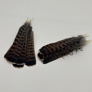 Western CARPECAILLIE/Wood Grouse/TETRAO Urogallus, TAIL Feather , from Lappland of Sweden, Fly Tying, Craft Supplying, 1 piece, 2 grades image 2