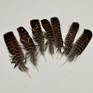 Western CARPECAILLIE/Wood Grouse/TETRAO Urogallus, TAIL Feather , from Lappland of Sweden, Fly Tying, Craft Supplying, 1 piece, 2 grades B grade