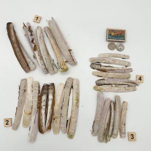 May include: A collection of elongated razor clam shells arranged in four numbered groups. The shells are light beige, brown, and grey with smooth, curved surfaces. A matchbox labelled Farm House, a one-euro coin, and a US quarter are included for scale.