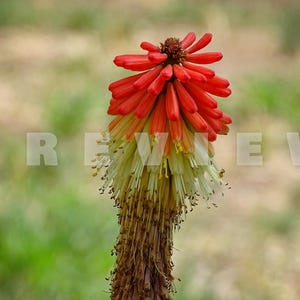 New Mexico Flower