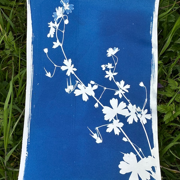 Cyanotype original « Lunaria »