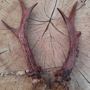 Roe deer antlers. Roe deer antlers covered with paint. Young roe deer antlers.Antlers for home decoration.Roe deer horns for collectors. Hor