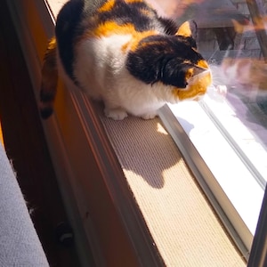 May include: A calico cat with patches of black, orange, and white fur sitting on a narrow ledge by a window. The cat is positioned in profile, facing toward the glass, with sunlight casting a shadow on the surface beneath its body.