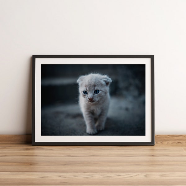 Digital download: Kitten with light fur and blue eyes | Cat Poster | Cat Print Art | Photo of cat | Digital Prints | Kitty