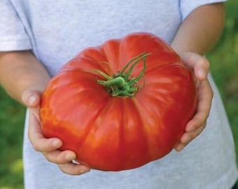 POMODORO GIGANTE BISTECCA - TOMATE SUPER STEAK, 50 semi SPEDIZIONE